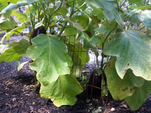 Grilled, baked or fried?