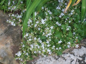 moon garden ground cover