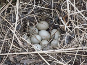 10 Mallard Duck eggs