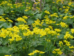 Marsh marigolds