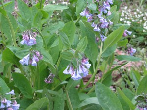 Virginia Bluebells