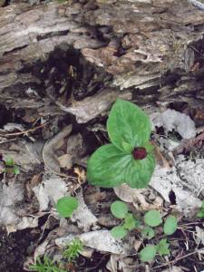 Trillium