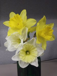 Daffodils