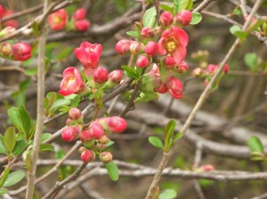 Flowering quince