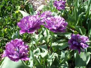 Last of the season's tulips