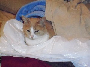 Curled up with Goodwill donation