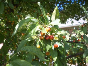 Crab apples 2