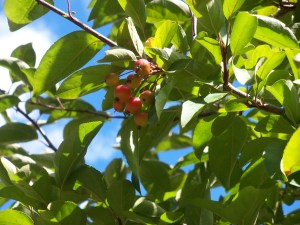 Crab apples 2
