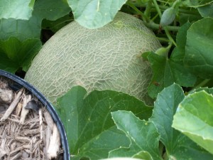 Ready to eat in a few days.