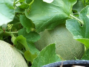 Two of over a dozen.