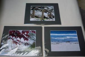 Douglas Lake, Japanese maple, Mission Beach