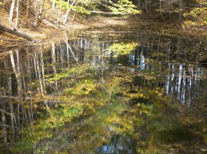 Leaf catcher pond