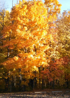 Fall foliage 1