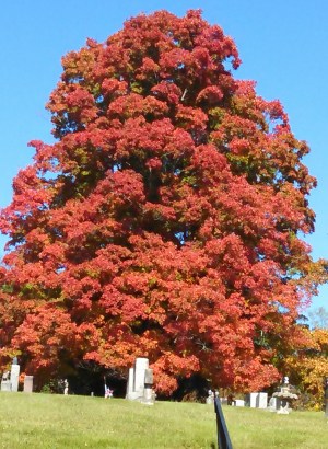 Fall foliage 2