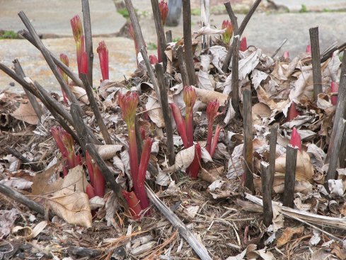 Sprouting peonies