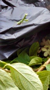 IMG_20140917_125334_200 copy