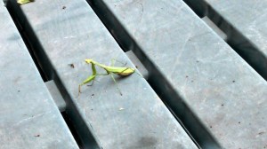 IMG_20140917_125647_353 copy