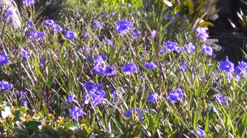 IMG_20150503_134936_150 copy