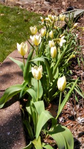 White tulip