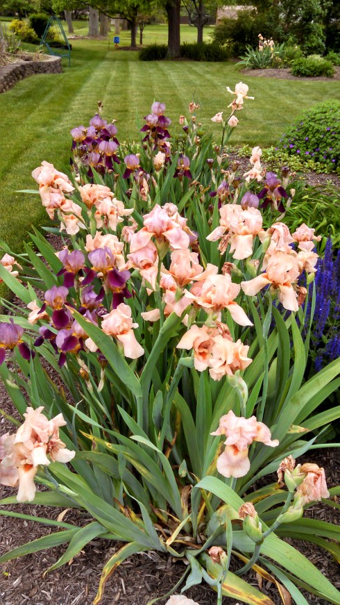 Iris added to three beds in the "South Lawn"