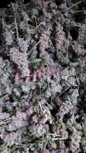 Catnip blooms drying