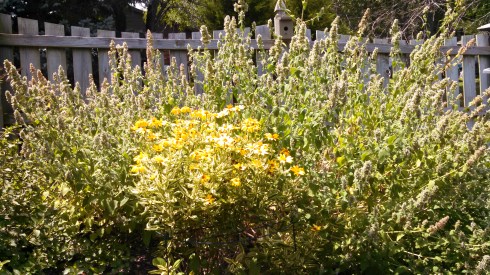 Catnip in background Heliopsis in foreground
