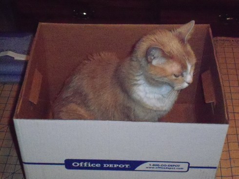 Cat in the box (Shelby)