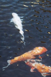 Koi pond