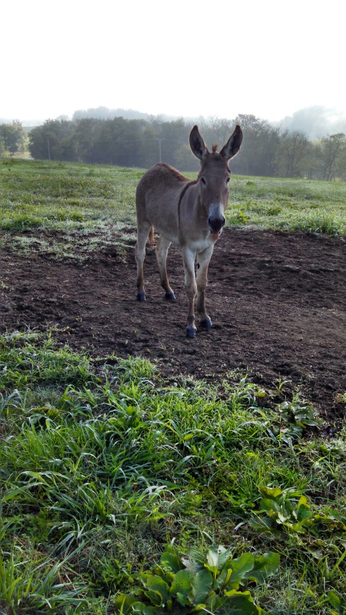 Cousin Louisa, born and raised on Nina Bay Farm