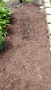 Melon seedlings with room for vines to run along retaining wall.