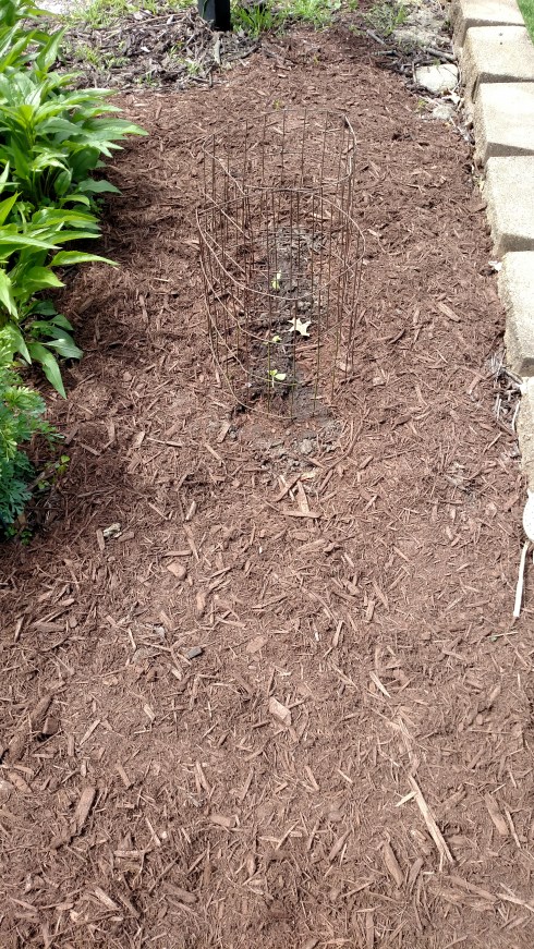 Melon seedlings with room for vines to run along retaining wall.