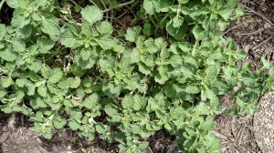Horehound
