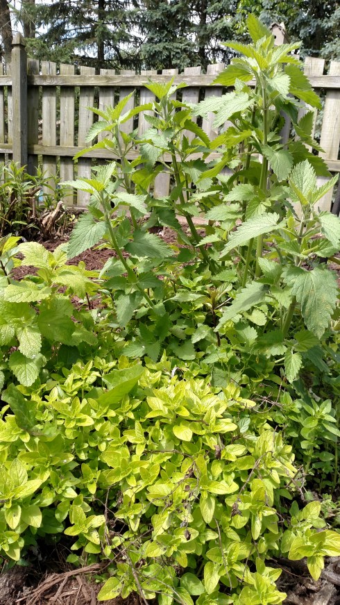 Spring mix of perennial volunteers...catnip, lemon balm, oregano and mint...an island in the garden plot.