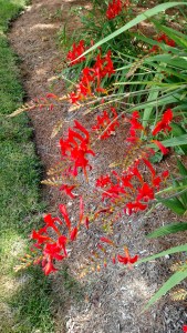 4thJuly_IMG_20160701_150217439 copy