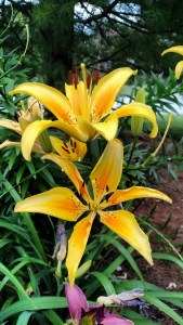 Asiatic lilies