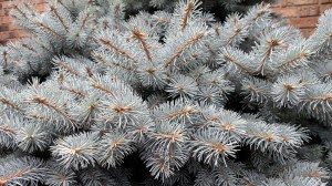 Blue spruce