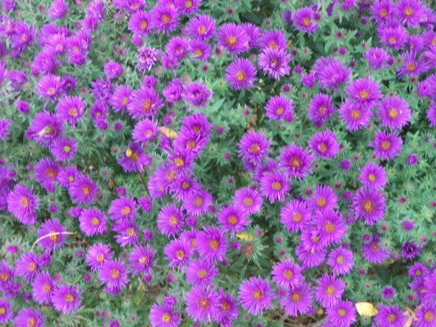 Purple Dome Aster