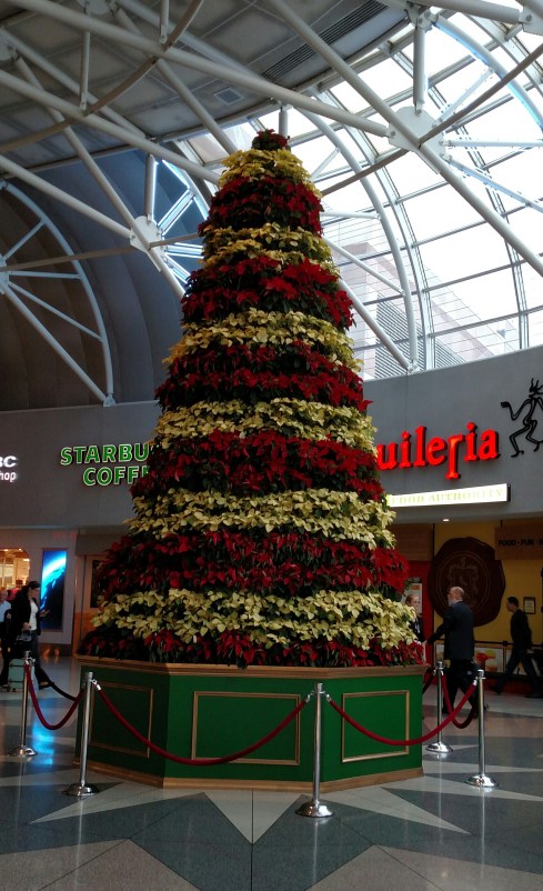 poinsetta_img_20161208_114112-copy